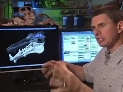 Vor 38 bis 19 Millionen Jahren - Prehistoric Predators_ Killer Pig Part 5