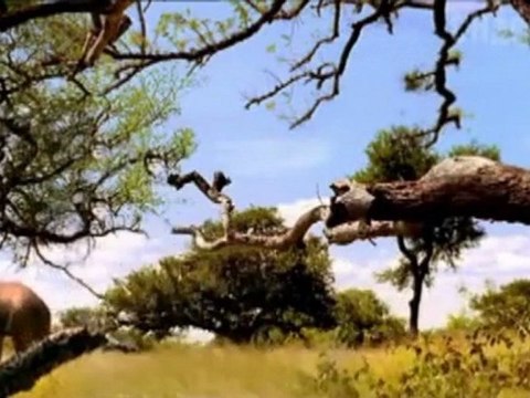 3,200 000 Millionen Jahre BC - Äthiopien - Die Opfer schlagen zurück - Australopithecus