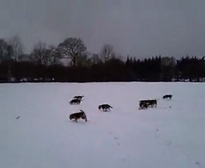forlongé des beagles dans la neige 1 h apres la vue du chevreuil 14 min de video sans coupures