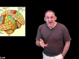 Le cerveau d'Albert Einstein