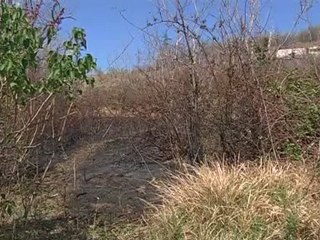 uccide gattini e da fuoco arrestato