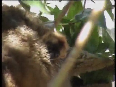 Nace la primera cría de lémur frentirrojo en Bioparc Valencia (marzo 2012)