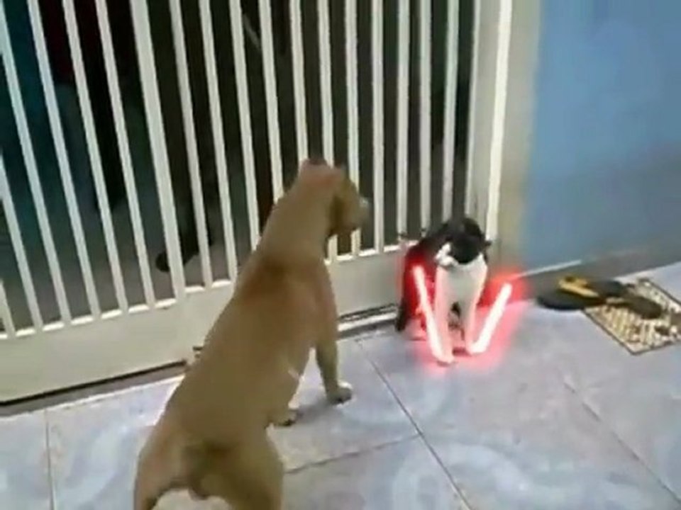 Chat Jedi Vs. Pitbull