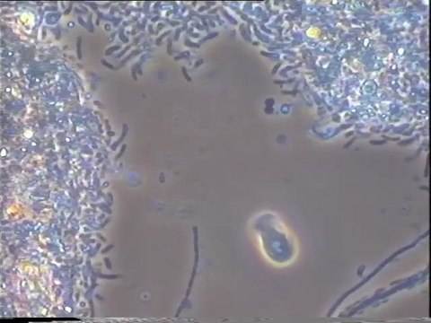 Prédation de bactéries par Trepomonas : détail de l’internalisation