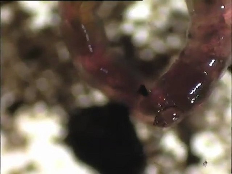 Examen des biomasses des sédiments de Corbeil, prélevés en zone de repos de la rivière Essonne