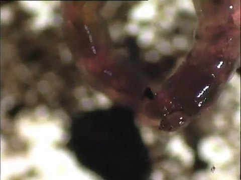 Examen des biomasses des sédiments de Corbeil, prélevés en zone de repos de la rivière Essonne