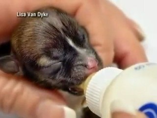 Το μικρότερο κουτάβι στον κόσμο