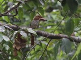 Banded Kingfisher(female)นกกระเต็นลายตัวเมีย