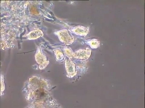 Examen des biomasses des polystyrènes du Biostyr au microscope
