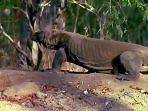 Vor 1,5 Millionen Jahren - Giganten der Urzeit E04 Die tödlichen Jäger Deutsch