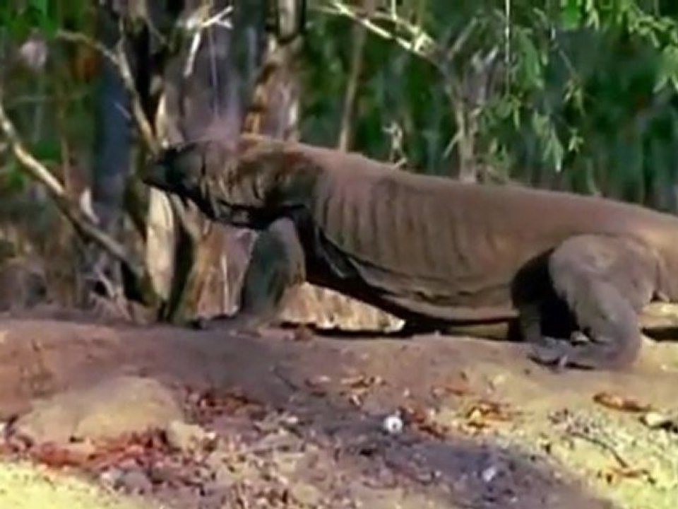 Vor 1,5 Millionen Jahren - Giganten der Urzeit E04 Die tödlichen Jäger Deutsch