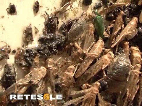 ENZO FIORE. GENESI I MITI DELLA STORIA MOSTRA VITTORIANO RETESOLE