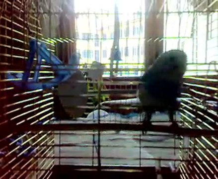 muhabbet kusum anlamsız davranıs :)