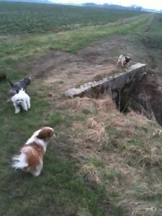 Petits pensionnaires en garde !!!! travail du rappel, stop et marche en avant !