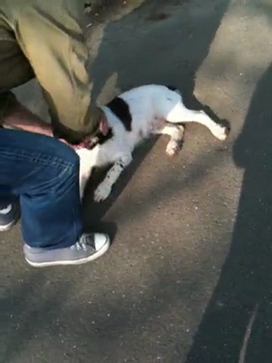 Gipsy, 4 mois et son 1er cours de stop !