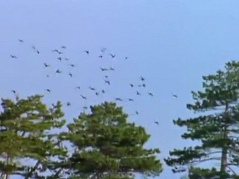 Vor 2 Millionen Jahren - Giganten der Urzeit E05 Der Riesenvogel Deutsch