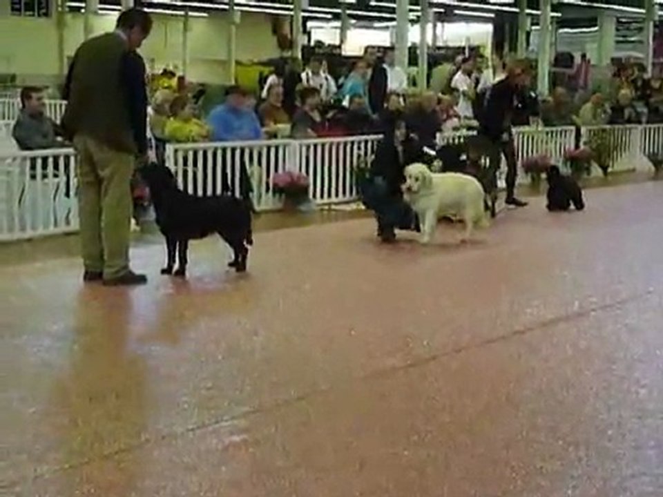 Exposition canine internationale CAC  CACIB  ANGERS 25 mars 2012 Groupe 8 jeune