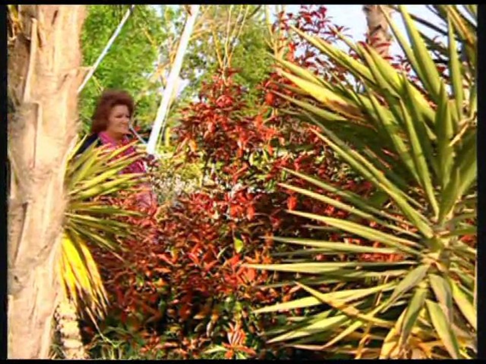 Selda Bağcan - Dön Gel Birtanem