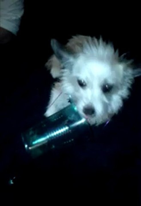 One dog and a cup
