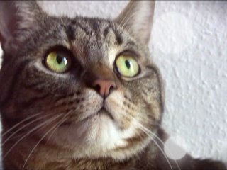 Émotionnal CAT : Ce chat est un Acteur !