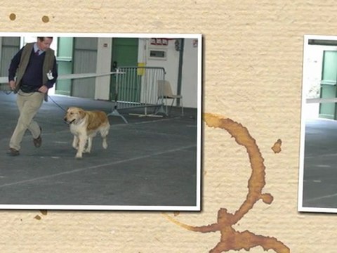 Exposition canine internationale CAC CACIB ANGERS 2012 Meilleur jeune Guidelle