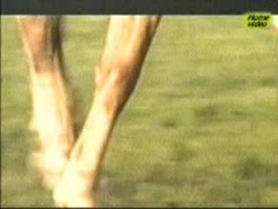 Bat-Erdene Oyumaa - Uchirahiin uyanga