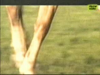 Bat-Erdene Oyumaa - Uchirahiin uyanga