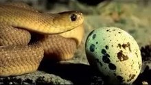 snake eating egg