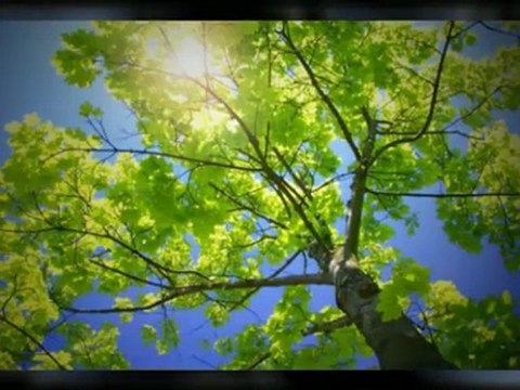 H & K Tree Services LLC - (870) 500-6351