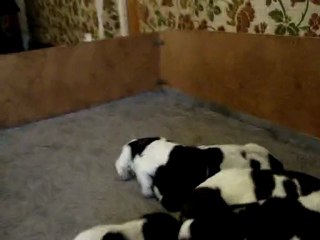 LES BEBES LE 29 MARS