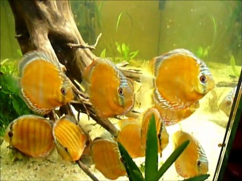 Symphysodon aequifasciatus haraldi Manacapuru wild 3