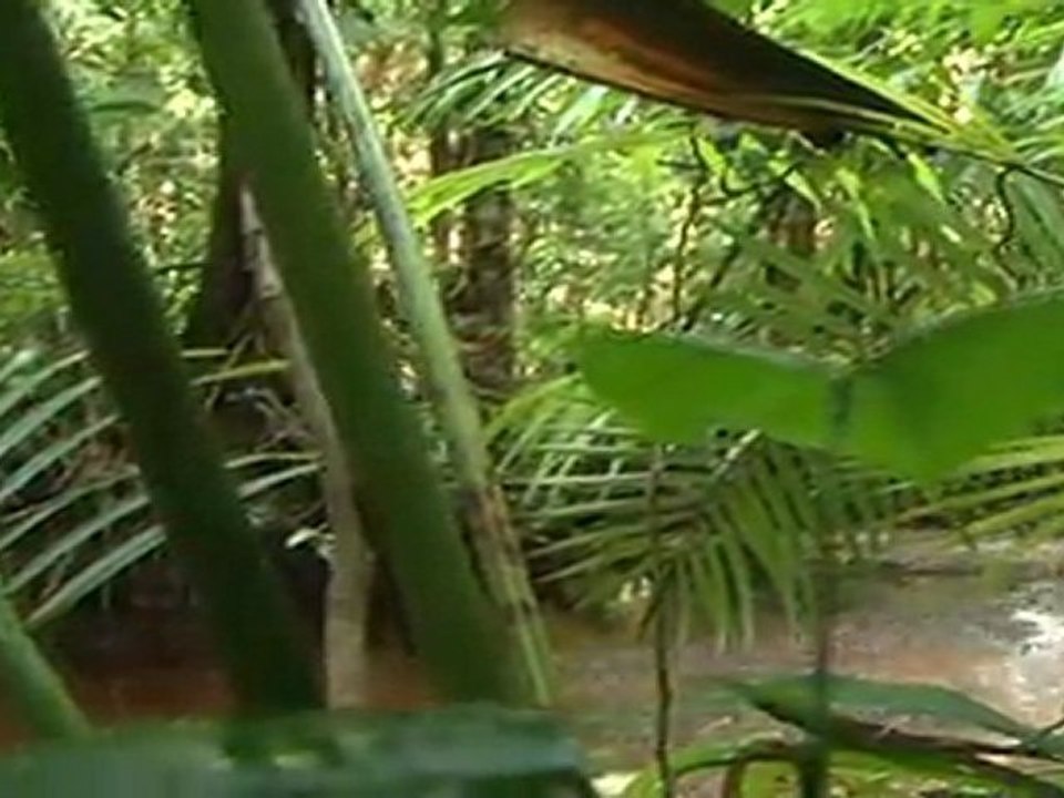 VIDEO GUYANE 2011