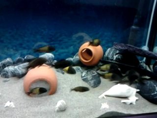 tropheus ikola kaiser