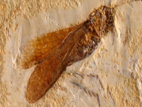 YAŞAYAN FOSİLLER : UZUN BOYLU ÇEKİRGE