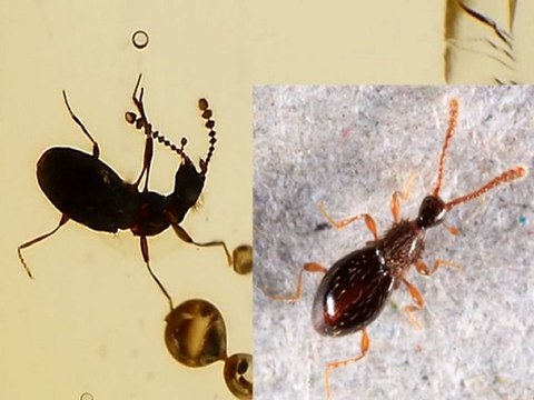 350 MİLYON FOSİL EVRİMİ YALANLIYOR