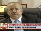 BÜYÜKBAŞ HAYVAN KÜPELEMEDE SON GÜN 2 HAZİRAN 27.03.2012
