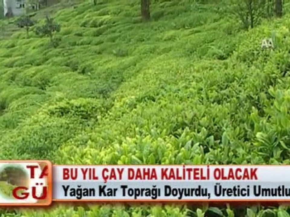 BU YIL ÇAY DAHA KALİTELİ OLACAK 29.03.2012