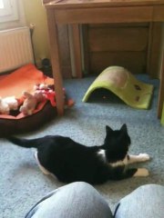 Cha-bre laser! - Haut débit