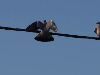 deux pigeons s'aimaient d'amour tendre...mais pas trop !