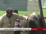 مصر الحمى القلاعية تهدد الثروة الحيوانية
