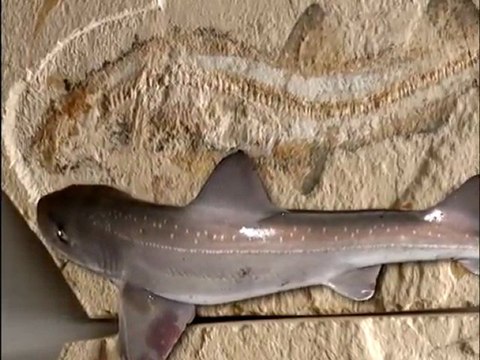 Yaşayan Fosiller: Kaygan derili Köpek Balığı