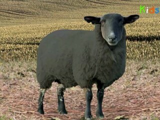 Baa Baa Black Sheep - Nursery Rhymes