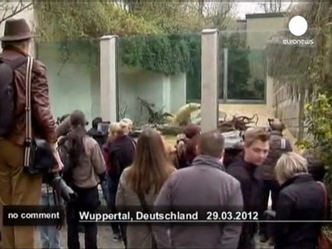 Polar bear cub Anori charms visitors at... - no comment