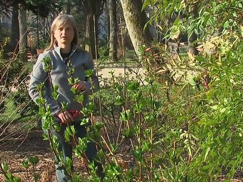 7 au Jardin : la taille des hortensias