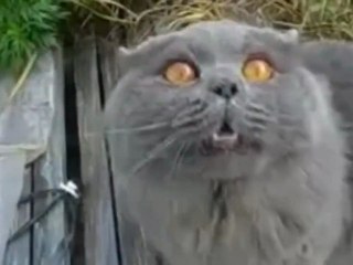 Кот Медведева Дорофей