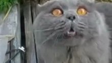 Кот Медведева Дорофей