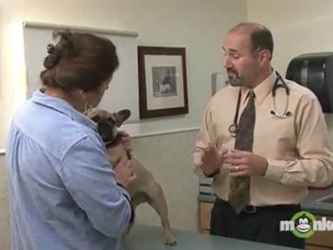 Spay or Neuter Care - The First Week After Surgery