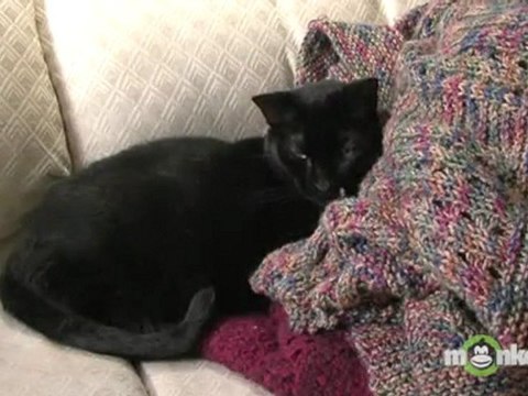 Spay and Neuter Care - Picking Up Your Pet From the Clinic