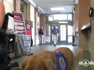 Assistance Dogs International (ADI)