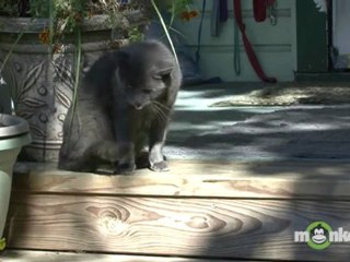 Choosing a Cat - Are you a Match for a Cat?